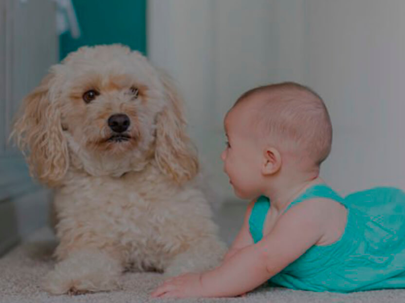 Benefícios de ter um animal de estimação em casa