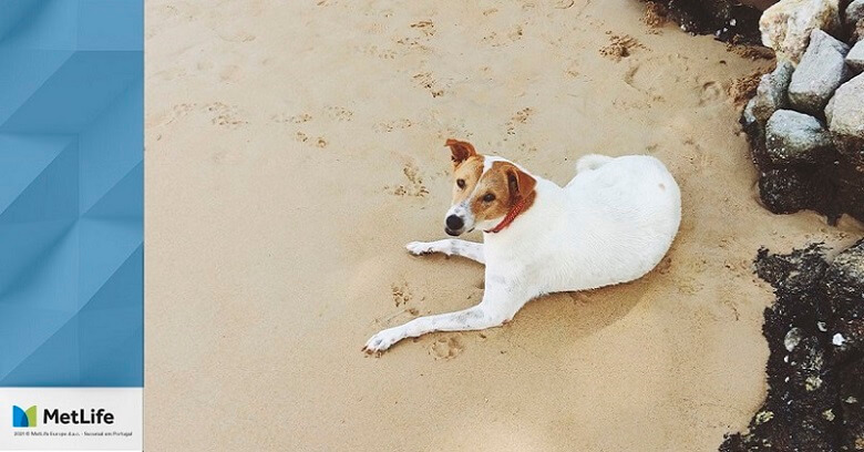 Desfrute das suas férias de verão (animal de estimação incluído)
