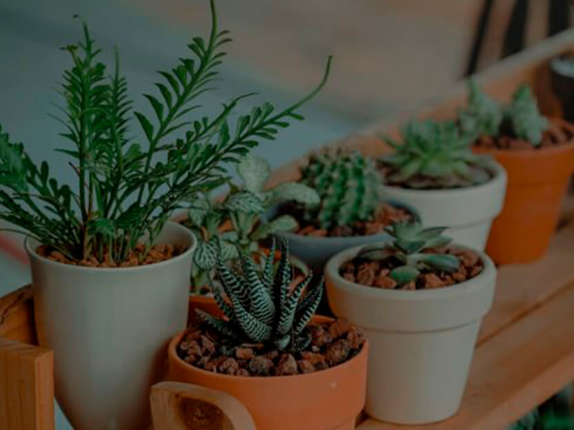 As melhores plantas para ter no seu quarto para melhorar a sua saúde - Blog  Seguros Vida Acidentes