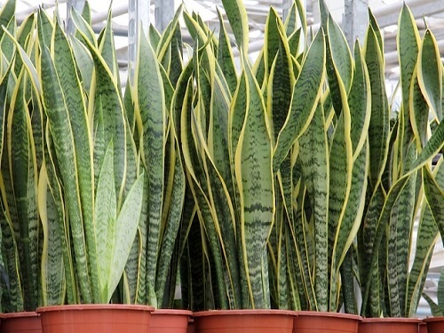 A planta de cobra é uma das 10 melhores plantas de filtragem de ar de acordo com a NASA